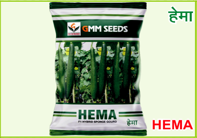 SPONGE Gourd
